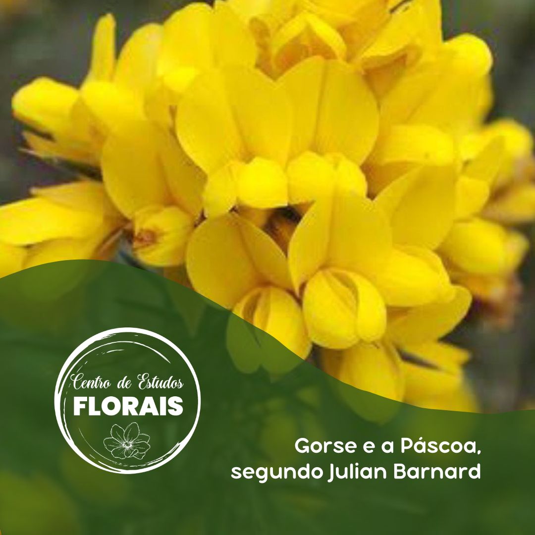 Gorse e a Páscoa