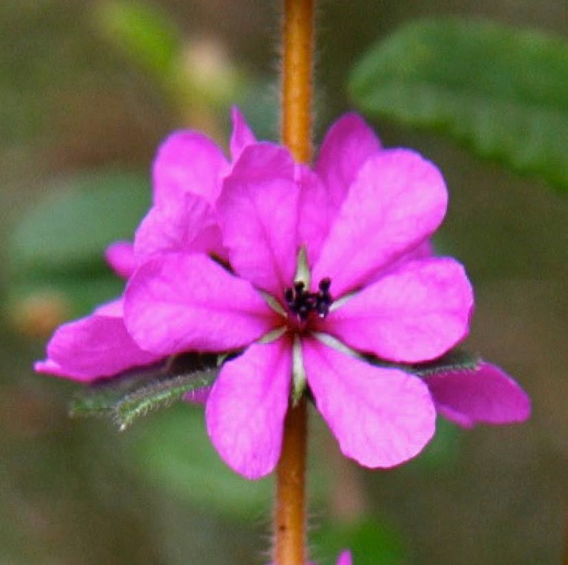 Primavera 2025: a Terra desperta no hemisfério sul